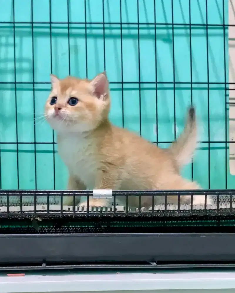 BSH BRITISH SHORTHAIR GOLDEN