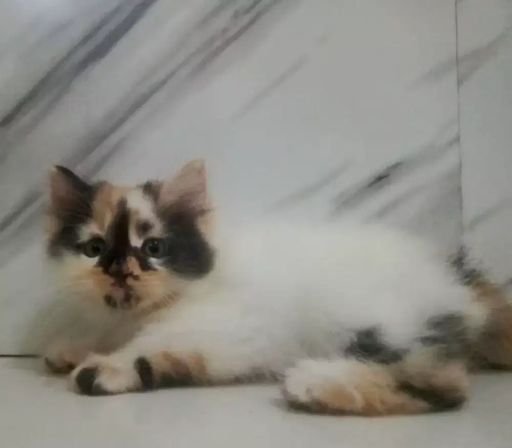 Kitten Persia betina 2 bulan