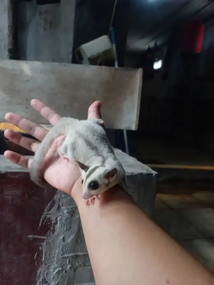 Sugar glider platinum