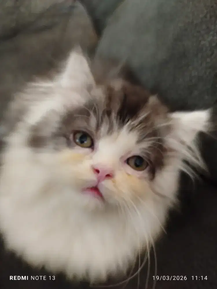 Persia flatnose Longhair female bicolor