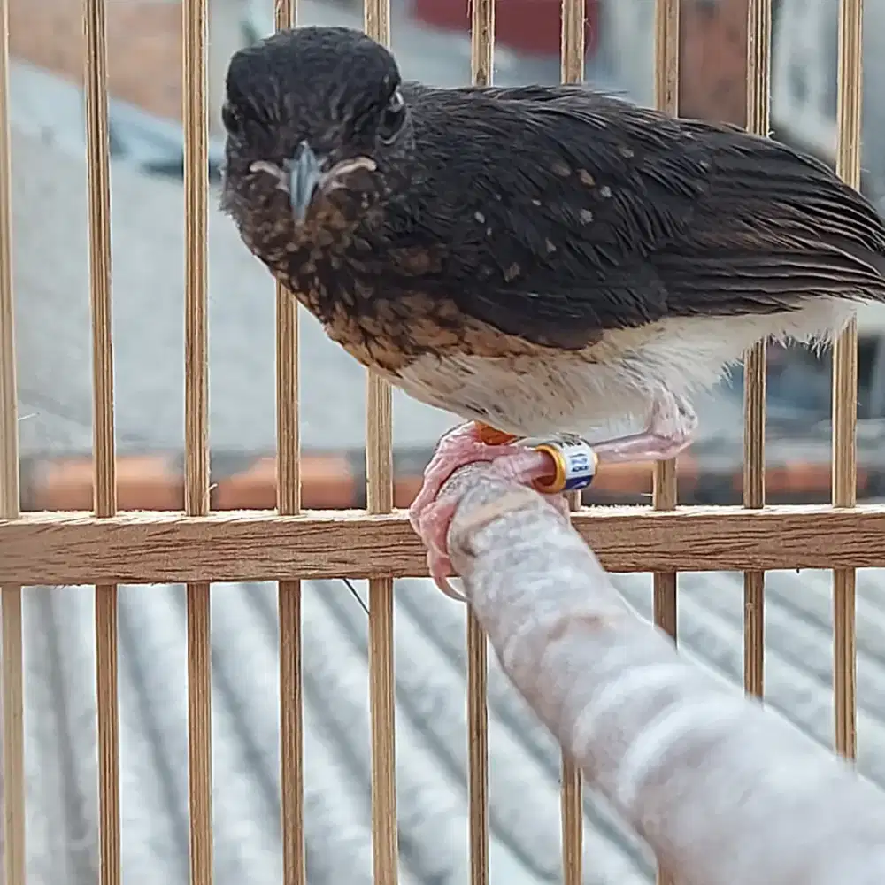 Murai trotol dada putih