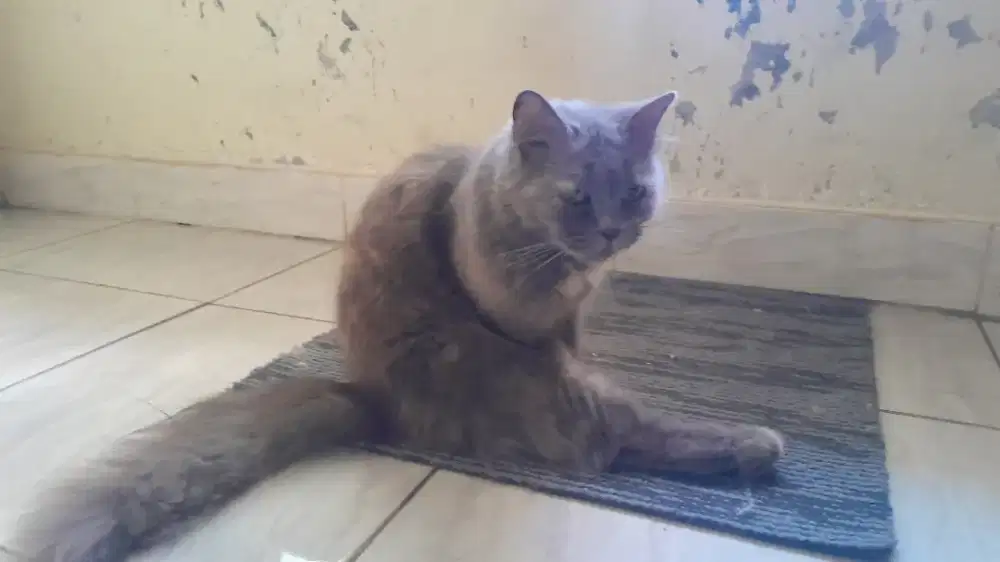 Kucing persia betina