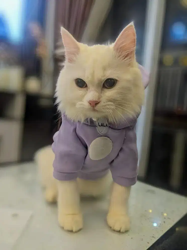 Sepasang Kucing Persia White Solid