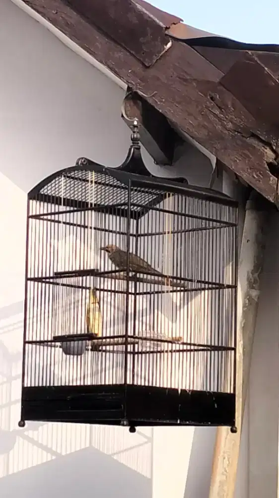 Cucak rowo mh betina