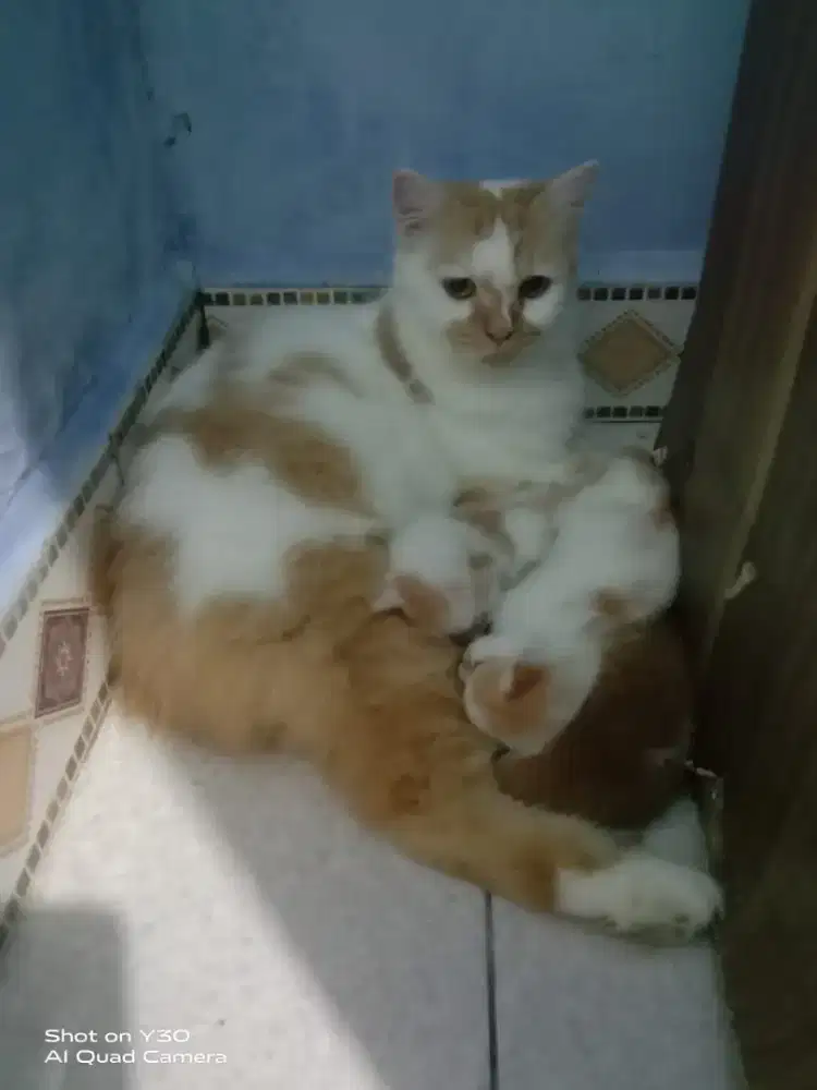 Jual sepaket kucing persia