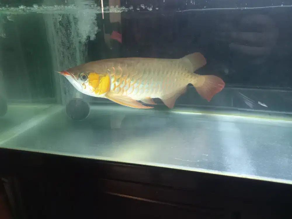 ARWANA Sett Aquarium dan Bonus