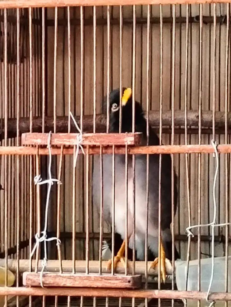 Jalak Hybrid Boni Jantan Rajin Bunyi