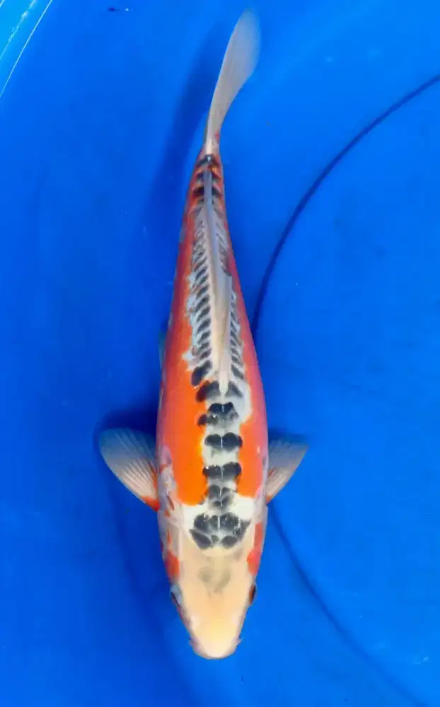 Koi Hana Shusui Berpunuk