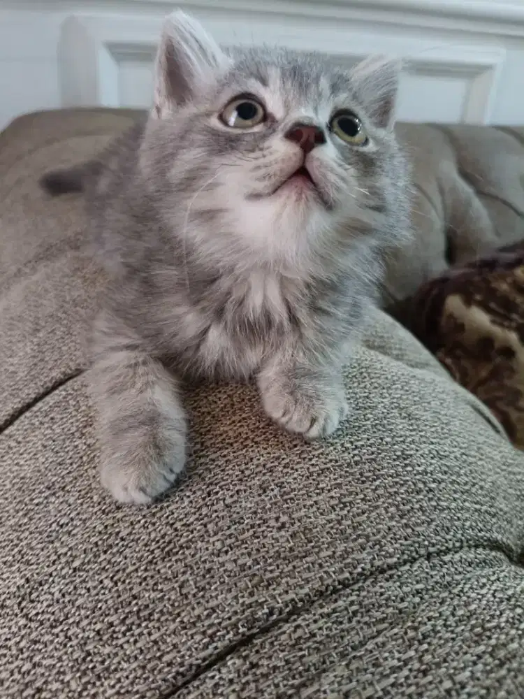 lepas adopt kitten BSH umur 2,5 bulan