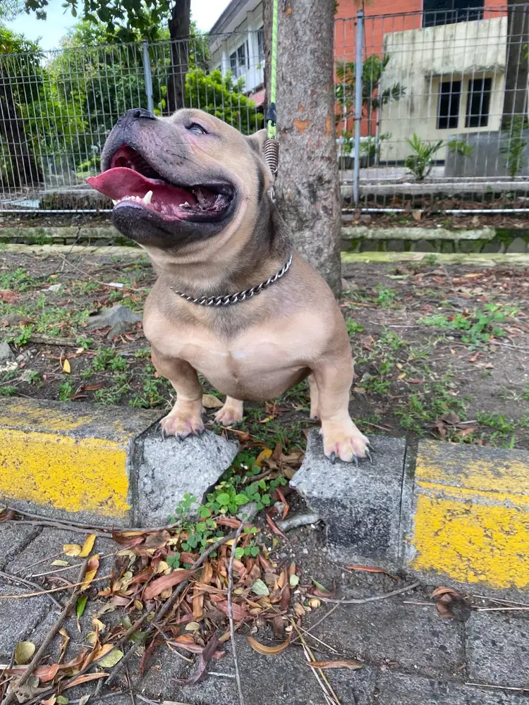 American bully exotic