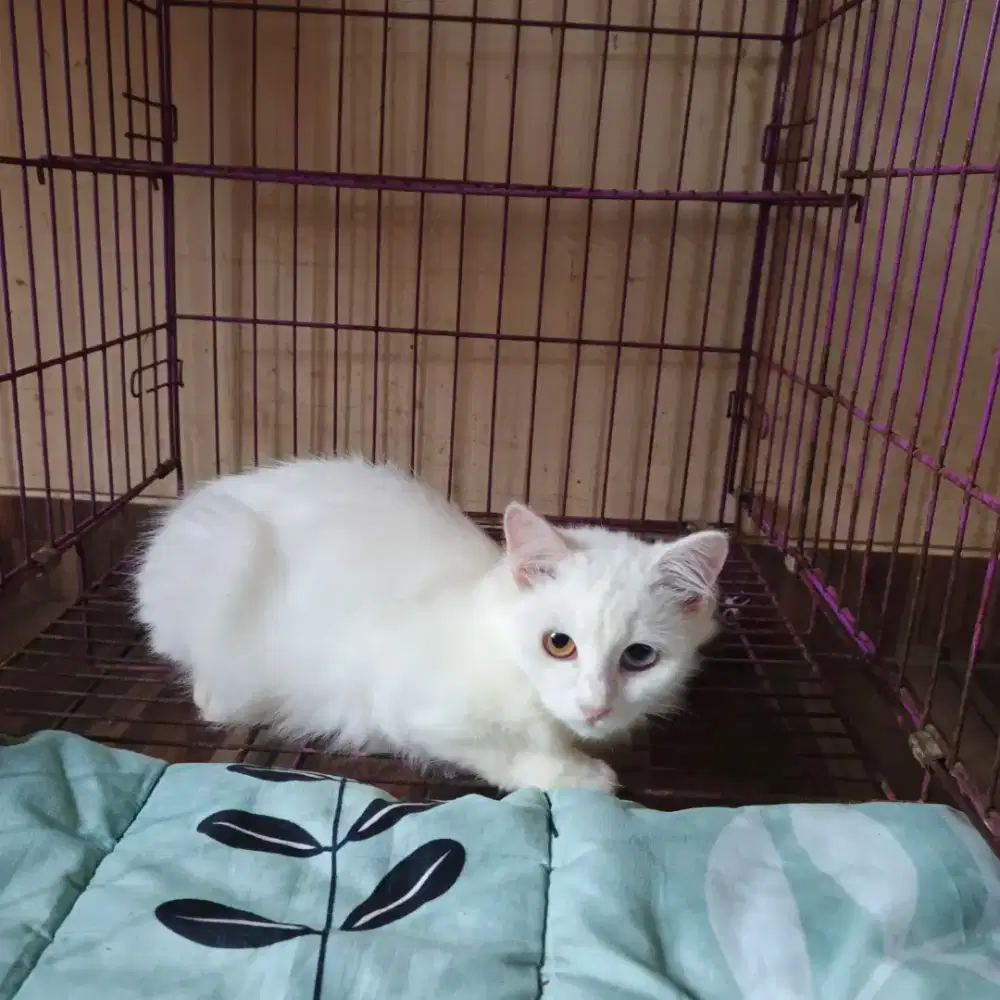 Kucing kitten Odd eye