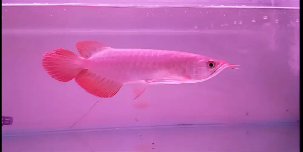 Arwana super red 20cm