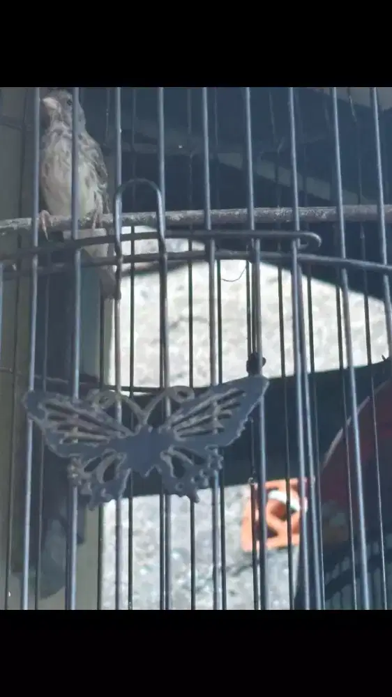 Burung Sanger Rajin Bunyi