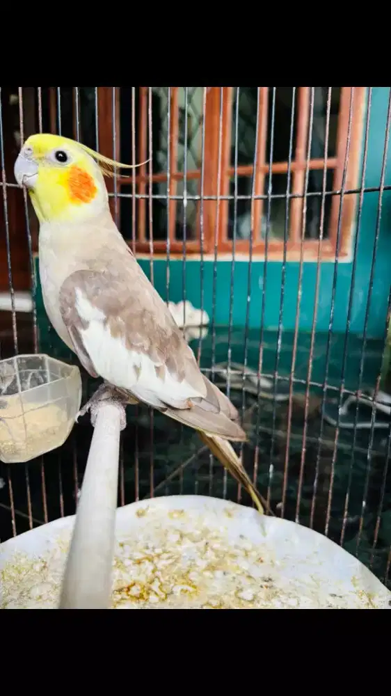 Falk Australia Jantan Rajin Bunyi