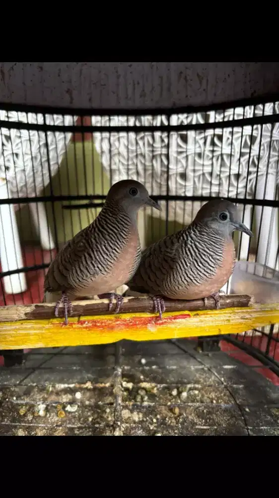 Perkutut Lokal Sepasang Rajin Bunyi