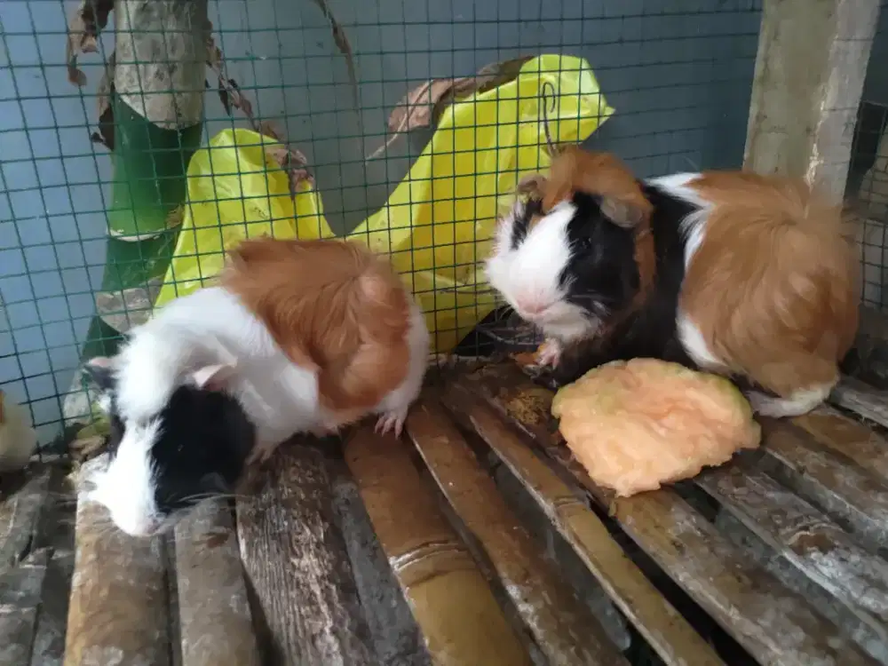 Marmut Hias Abyssinian guinea