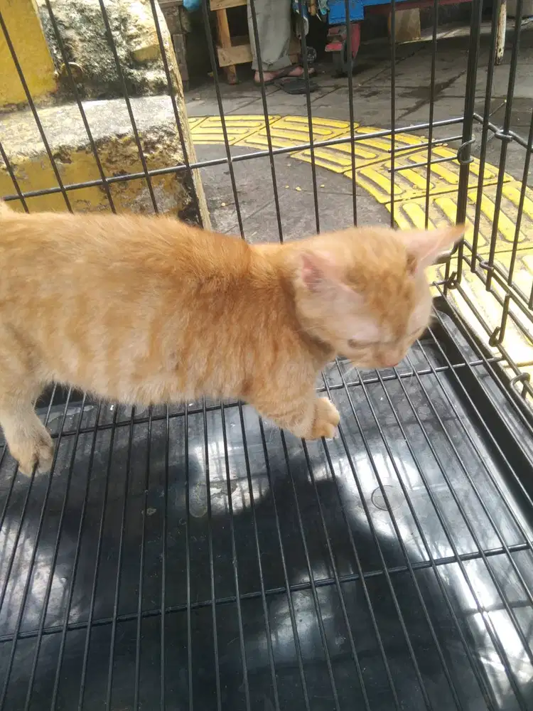 kucing Munchkin short hair