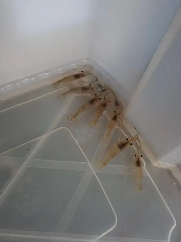 UDANG GALAH/UDANG HIAS /UDANG HIDUP/BIBIT UDANG