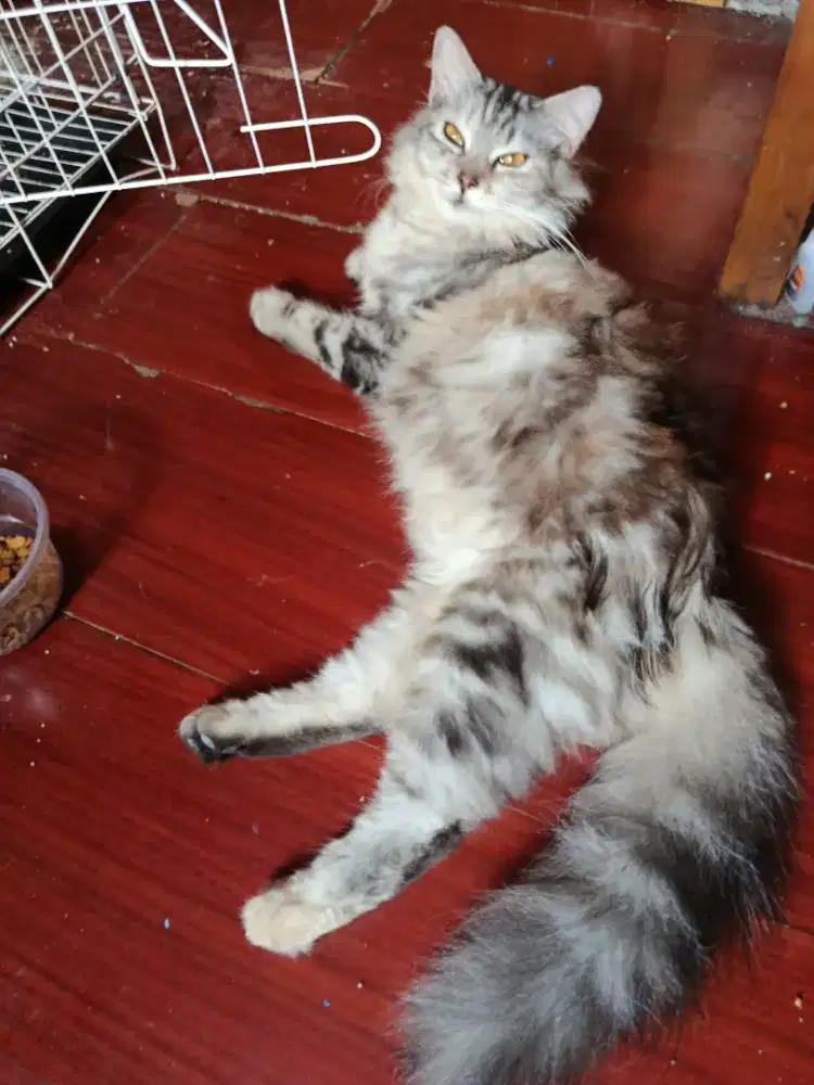 Persia Betina Gembul Terawat