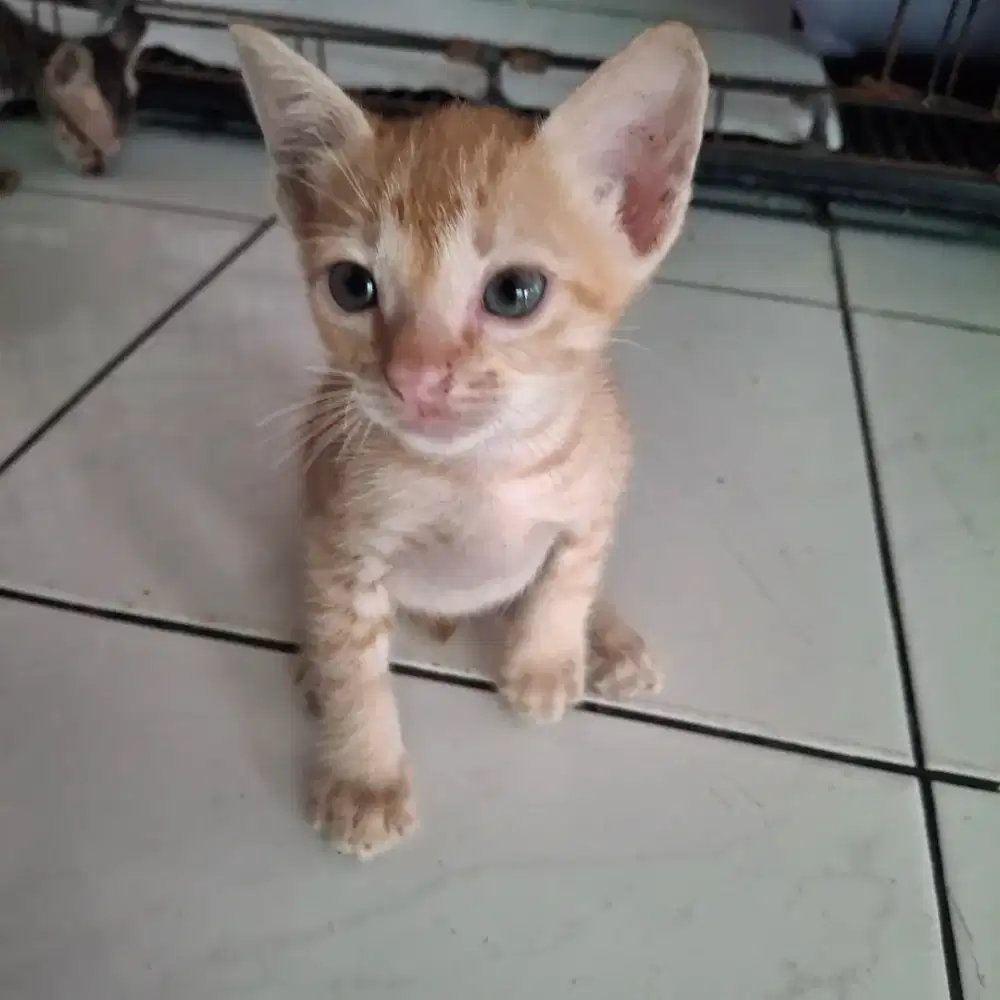 Open adop kucing domestik (kampung), betina/jantan 2bln, gratis