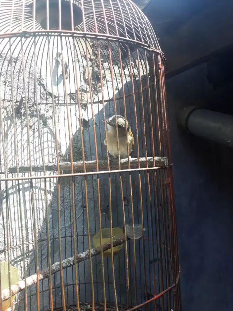 kancilan rawatan por total