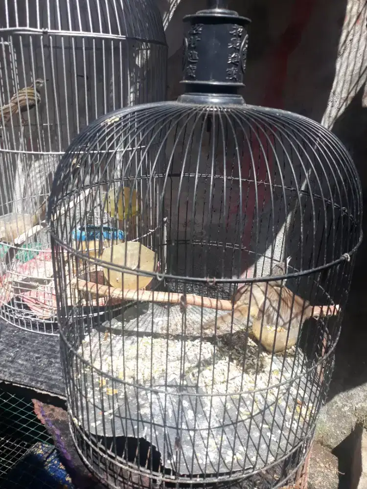 ciblek gunung rawatan bunyu