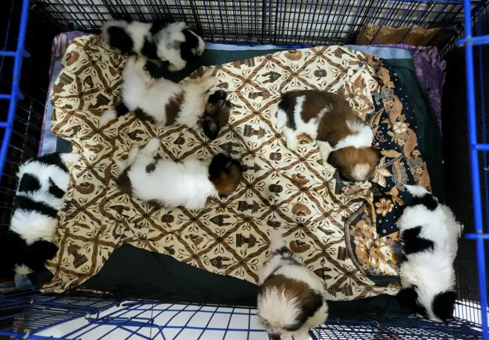 Anak Puppy Shih Tzu Pure Breed - Murni, Sehat & Terawat