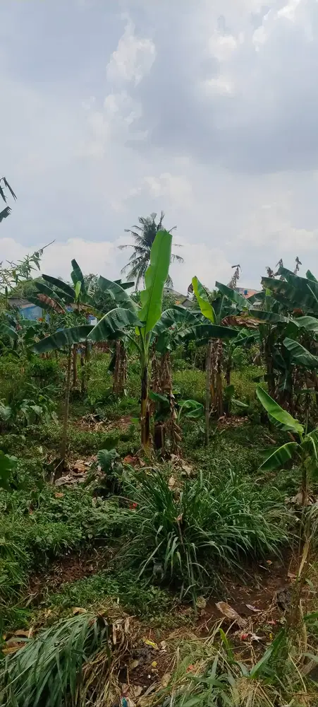 Dijual cepat tanah kebon 1500 m2 di daerah Tapos, Depok