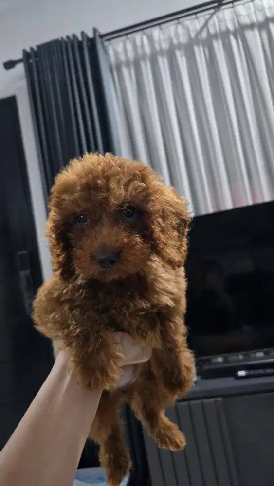 Jual Toy Poodle