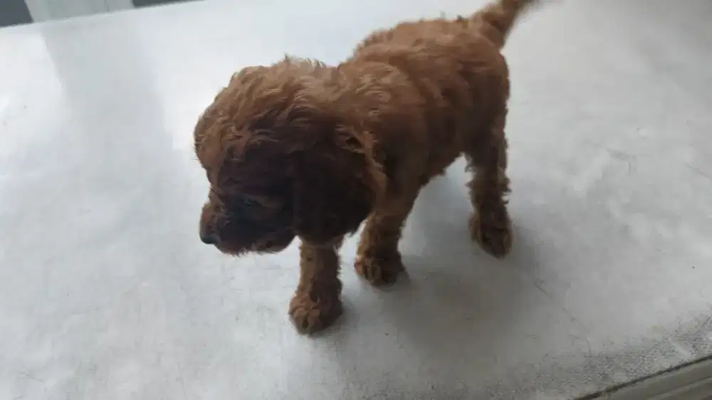 Anak anjing toy poddle