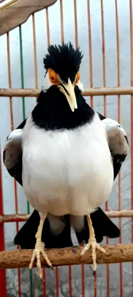 BURUNG SUREN JINAK GACOR NGOMPA NYATPAM ISIAN KUMPLIT