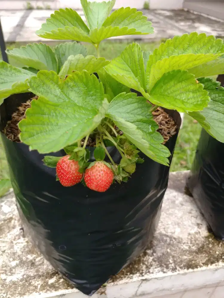 Bibit Strawberry