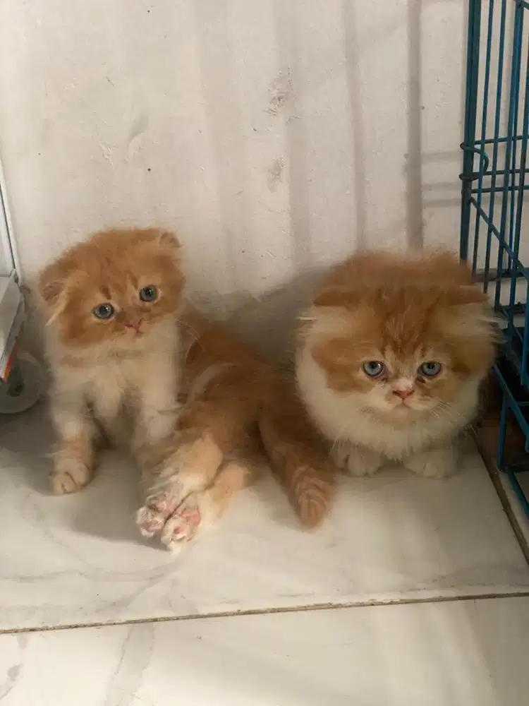 Kucing kitten persia