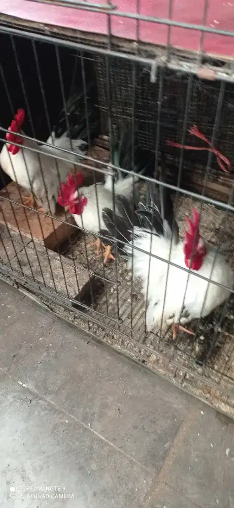 JUAL BORONGAN AYAM JANTAN CHABO DEWASA