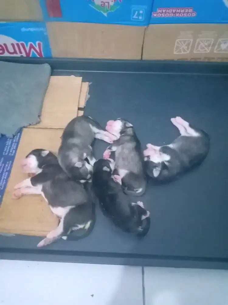 Siberian husky puppy