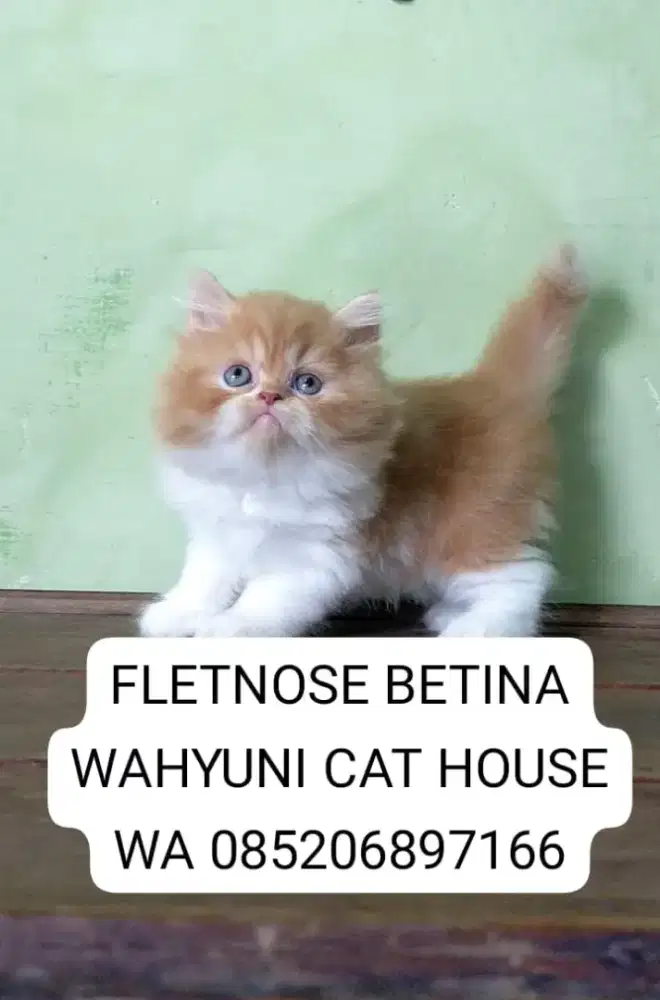 Kitten fletnose