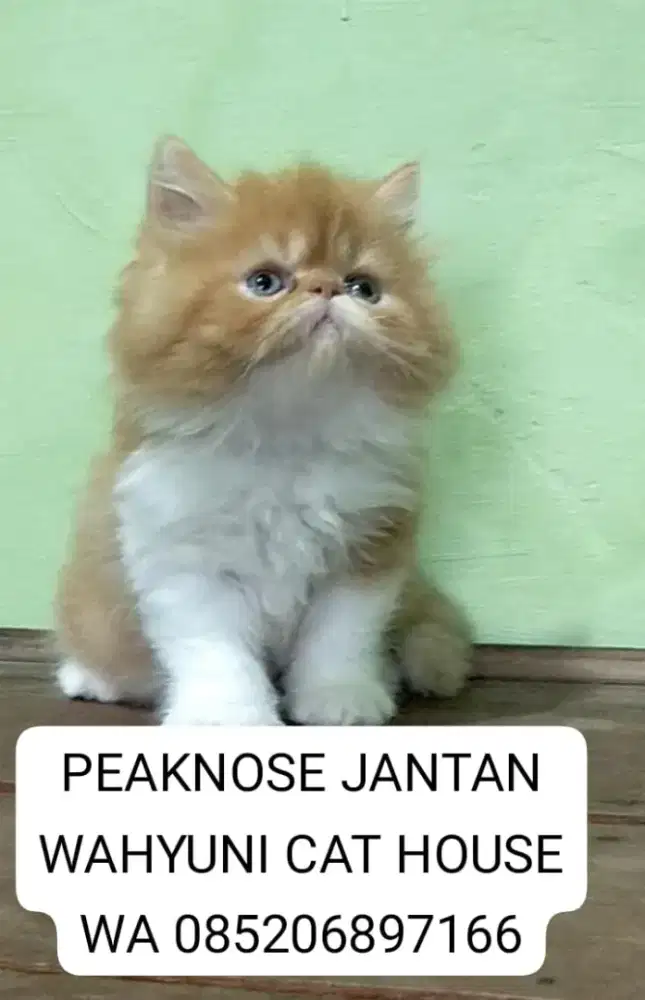 Kitten peaknose