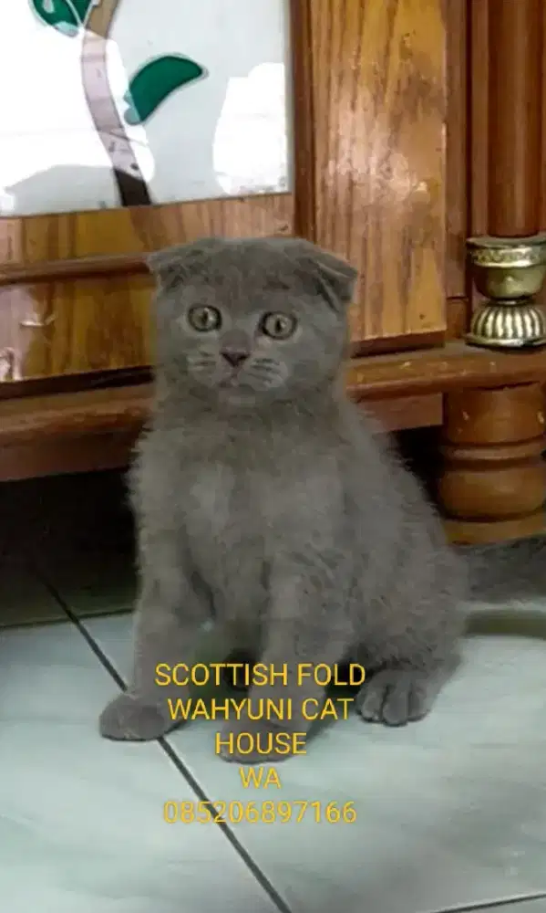 Kitten Scottish fold