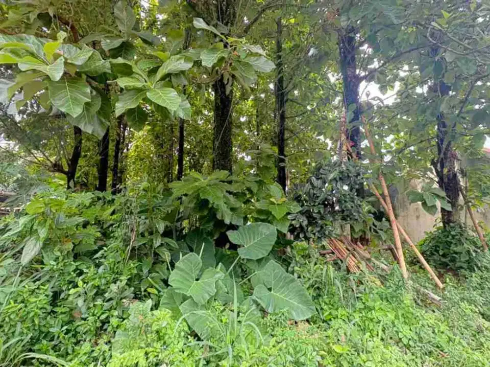 Di jual tanah cocok untuk kontrakan di cibinong -  kandang roda