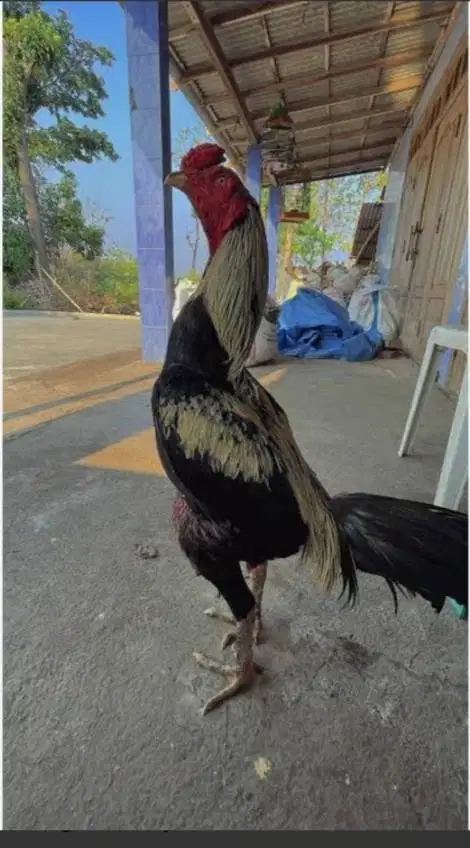 Dijual Ayam Jalak Emas