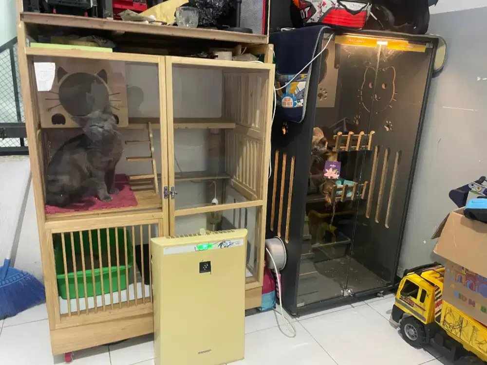 Borong bsh sepasang plus kandang dan accesoris