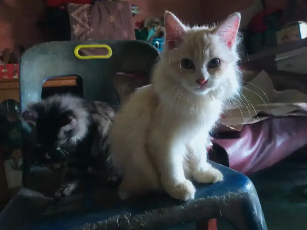 Kucing Persia Betina