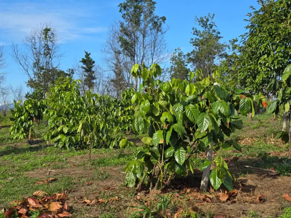 Tenaga Kerja Bagian Kebun