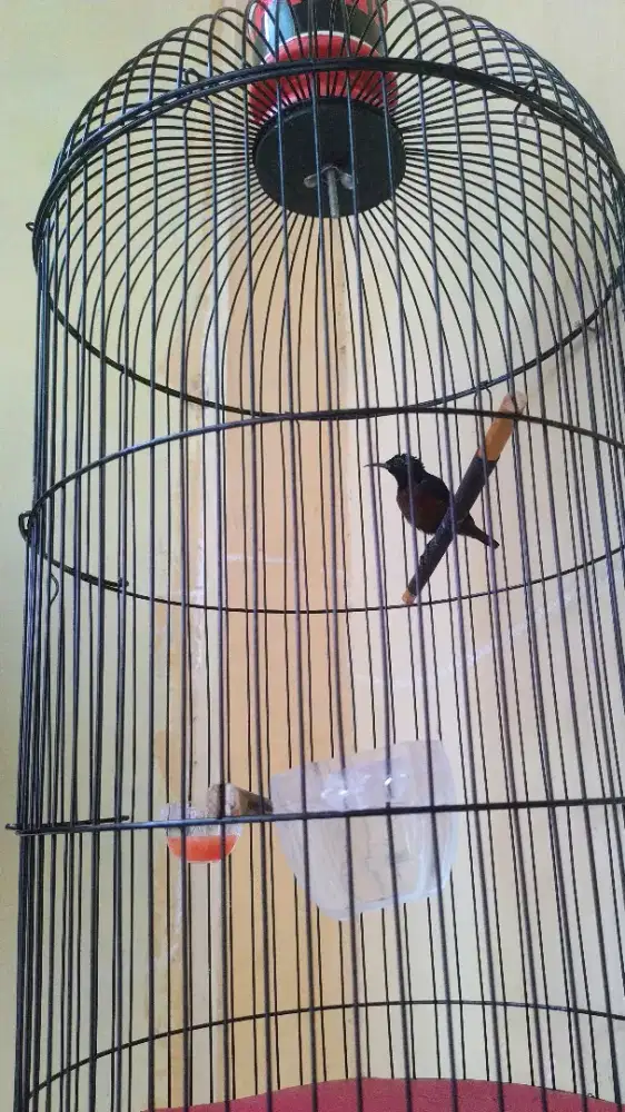 Konin Kolibri ninja murah