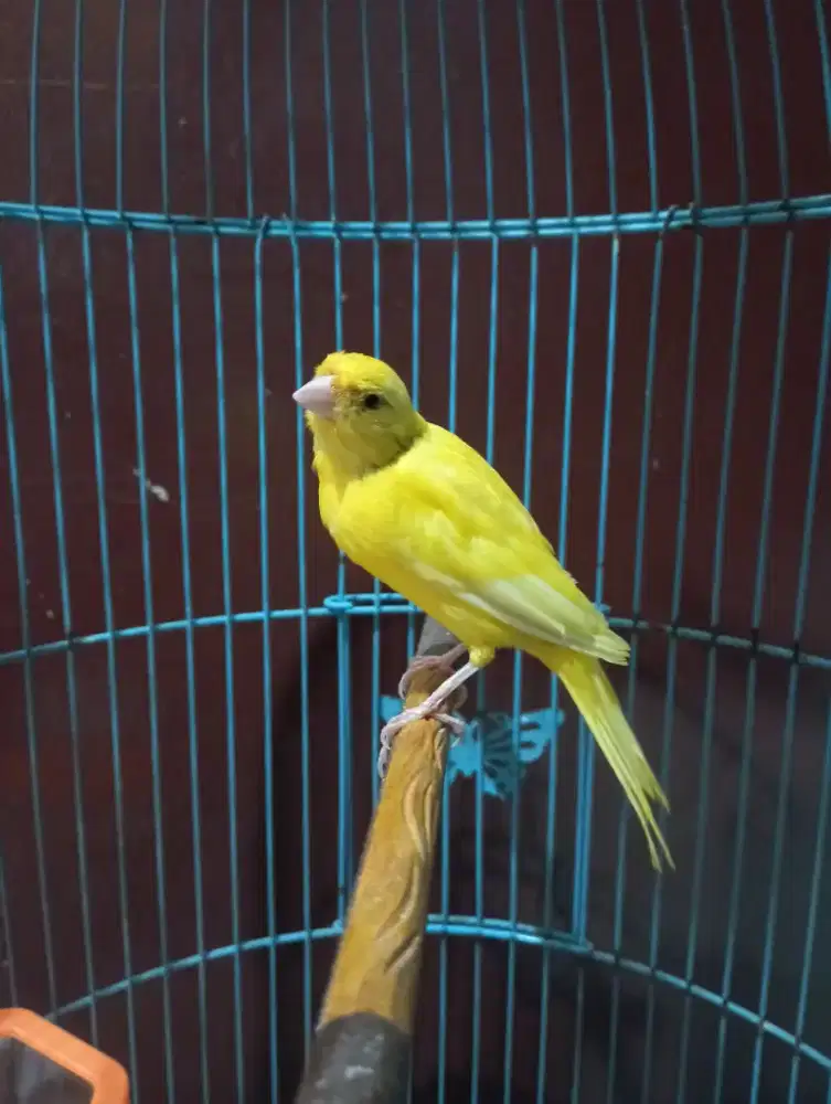 Burung kenari Extrajos jantan rajin bunyi