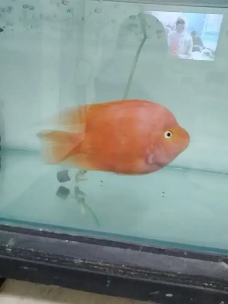 Kingkong parrot / red monkey