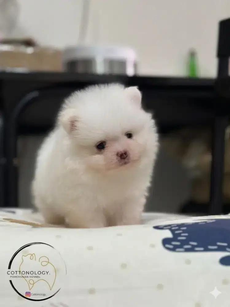 Minipom Pomeranian Jantan High Quality