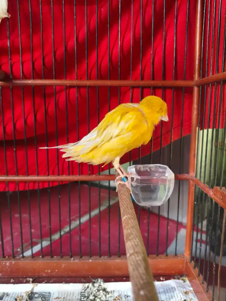 Yorkshire Hf 40 Champion Line