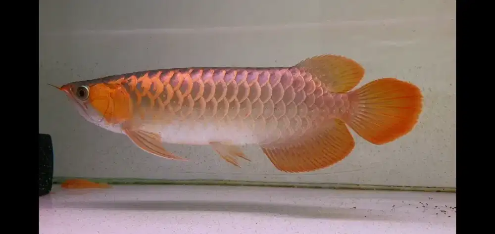 Ikan Hias Arowana Super Red Arwana Merah