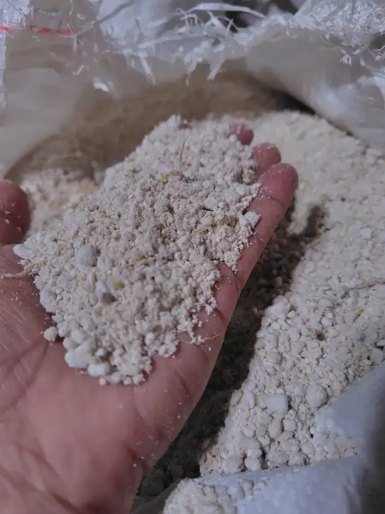 pakan alternatif, tepung kentaki